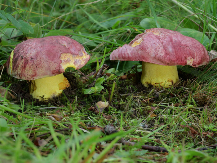 Butyriboletus regius – Königs-Röhrling, im Vogtland sind diese schönen Pilze sehr selten