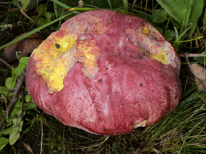 Butyriboletus regius – Königs-Röhrling, typische Hutfärbung und filzige Hutoberfläche