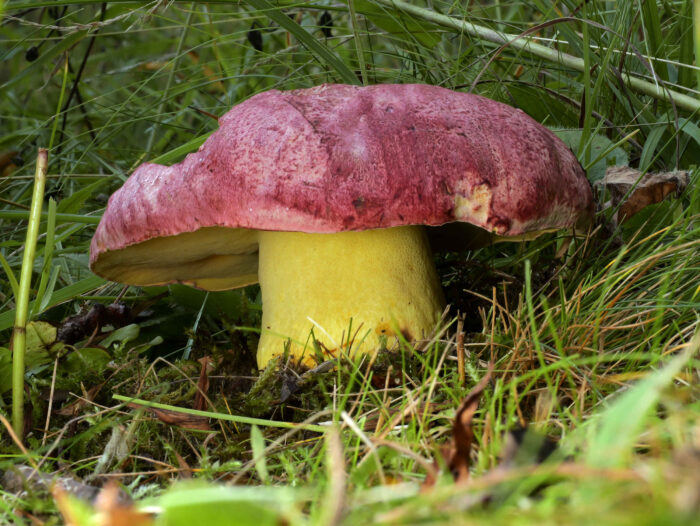 Butyriboletus regius – Königs-Röhrling, man erkennt gut Netzzeichnung am gelben Stiel