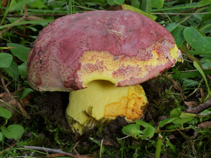 Butyriboletus regius – Königs-Röhrling, Schnecken machen auch an geschützten Pilzen keinen Halt