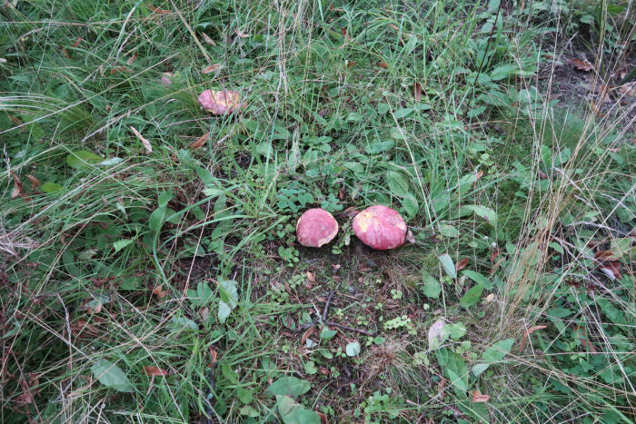 Butyriboletus regius – Königs-Röhrling, 4 schöne Exemplare im Juli 2025