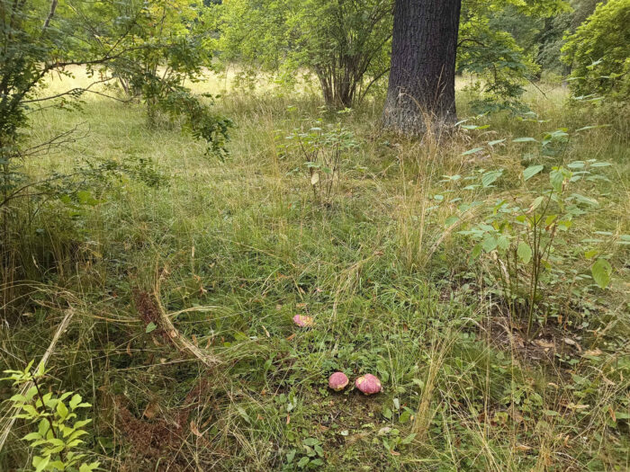 Butyriboletus regius – Königs-Röhrling, diese Pilze sind geschützt und dürfen nicht der Natur entnommen werden