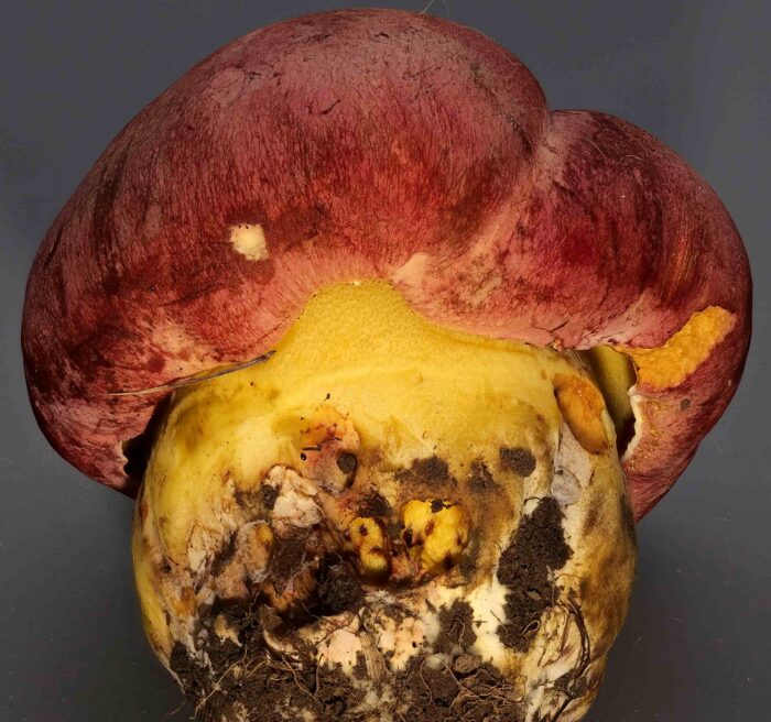 Butyriboletus regius – Königs-Röhrling, typische Oberfläche des Hutes