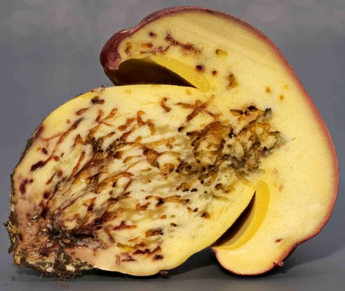 Butyriboletus regius – Königs-Röhrling, im Schnitt verfärbst sich der Pilz nicht