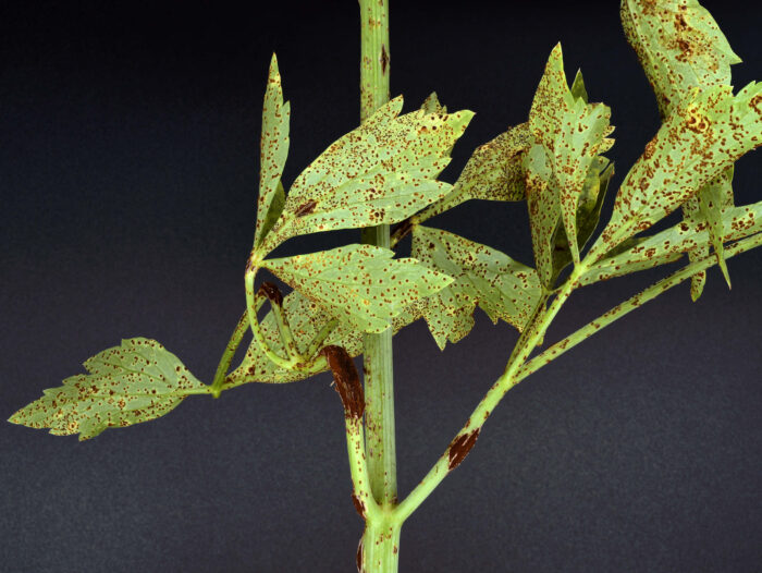 Puccinia bornmuelleri – Liebstöckel-Rost, befallende Blätter und Stängel