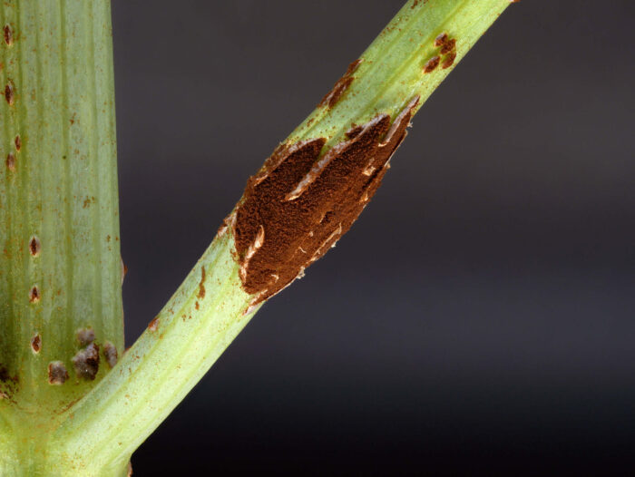 Puccinia bornmuelleri – Liebstöckel-Rost, auch Stängel werden befallen und können dadurch abknicken