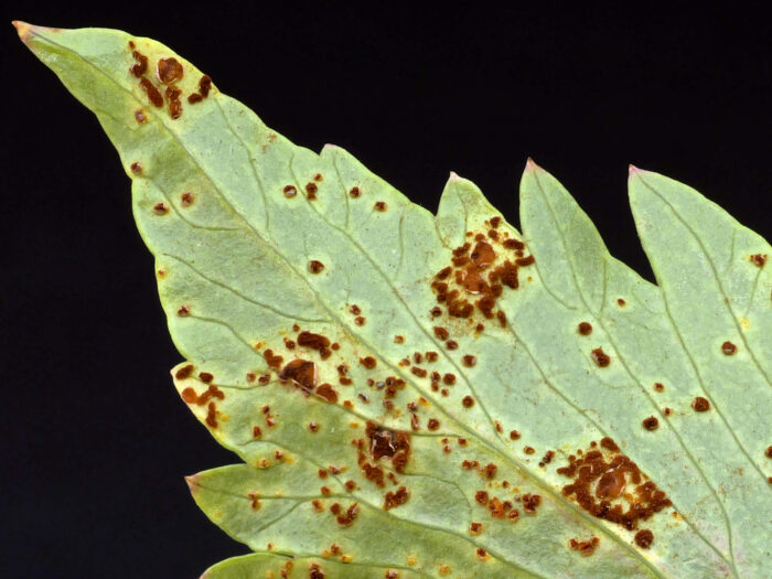 Puccinia bornmuelleri – Liebstöckel-Rost, aufgerissene Blattstellen geben die dunkle Sporenmasse frei