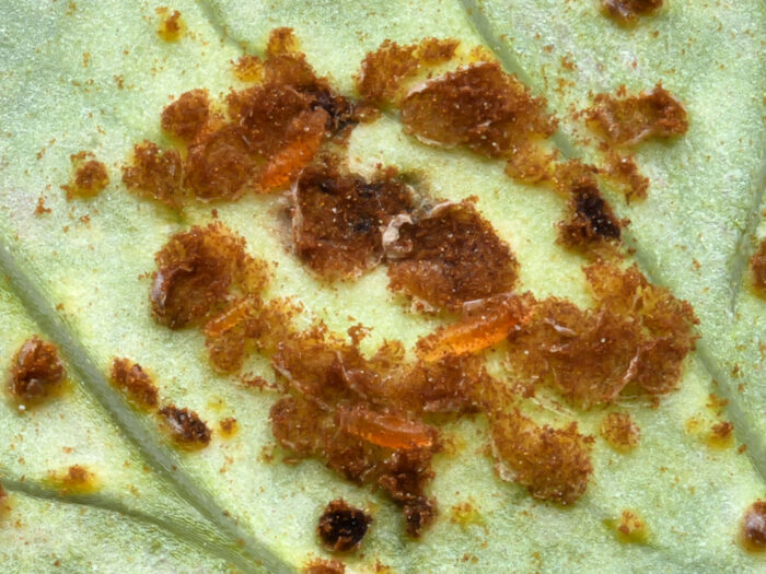 Puccinia bornmuelleri – Liebstöckel-Rost, Insekten welche die dunkle Sporenmasse fressen