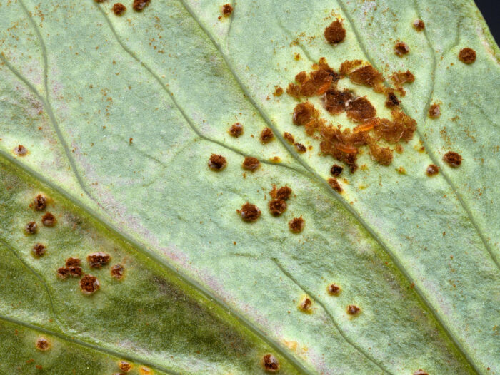 Puccinia bornmuelleri – Liebstöckel-Rost, die befallene Pflanze in meinem Garten wird komplett eintrocknen