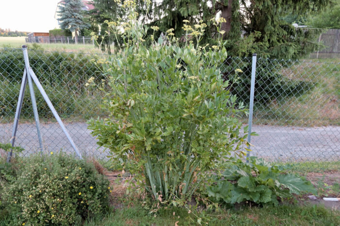 Puccinia bornmuelleri – Liebstöckel-Rost, die befallene Pflanze in meinem Garten wird komplett eintrocknen