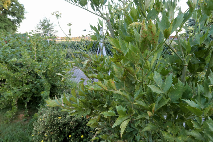 Puccinia bornmuelleri – Liebstöckel-Rost, befallene Pflanze in meinem Garten.