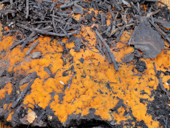 Pyronema omphalodes – Kleinsporiger Feuerbecherling, durch die leuchtende Färbung leicht zu finden
