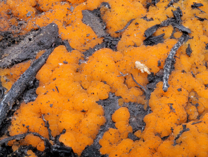 Pyronema omphalodes – Kleinsporiger Feuerbecherling, die einzelnen Kügelchen wachsen ineinander