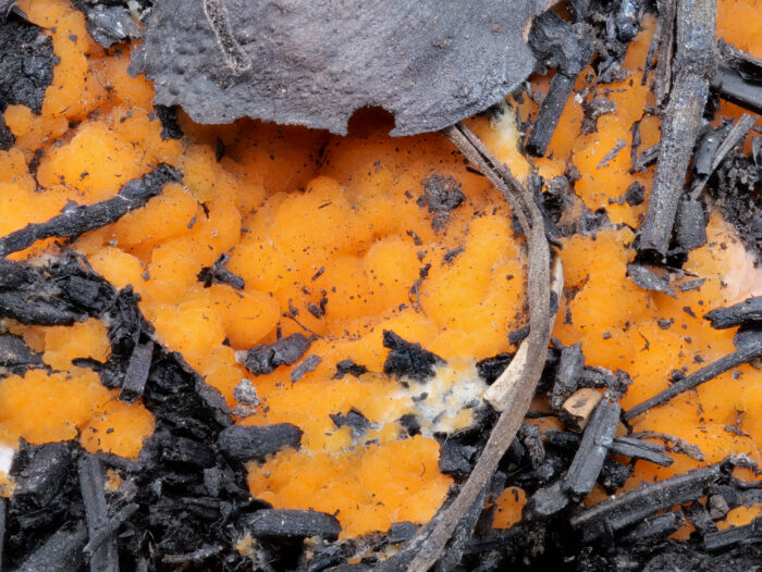 Pyronema omphalodes – Kleinsporiger Feuerbecherling, Makrobild der orangen Polster