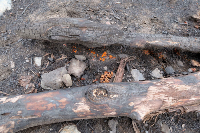 Pyronema omphalodes – Kleinsporiger Feuerbecherling, man könnte denken, die Glut glimmt noch