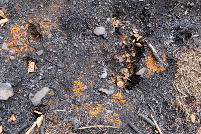 Pyronema omphalodes – Kleinsporiger Feuerbecherling, rund 14 Tage nach dem Brand erscheinen die Pilze