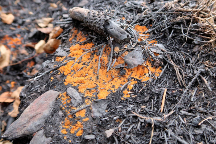 Pyronema omphalodes – Kleinsporiger Feuerbecherling, ein schönes Polster auf Brandresten