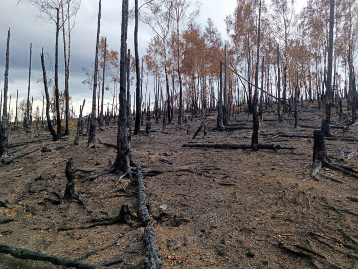Pyronema omphalodes – Kleinsporiger Feuerbecherling, Brandstelle in Thüringen, Juli 2025