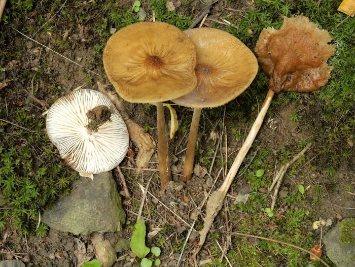 Hymenopellis radicata – Grubiger Wurzelnder Schleimrübling, schöne Gruppe im August 2025