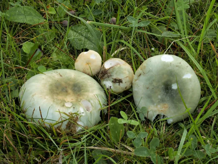 Russula virescens – Grüngefelderter Täubling, ganz typische Färbung
