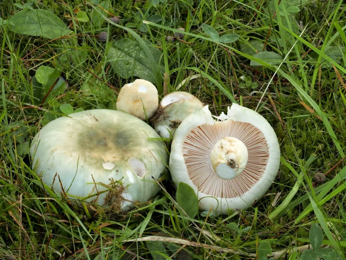Russula virescens – Grüngefelderter Täubling, das Sporenpulver ist cremefarben