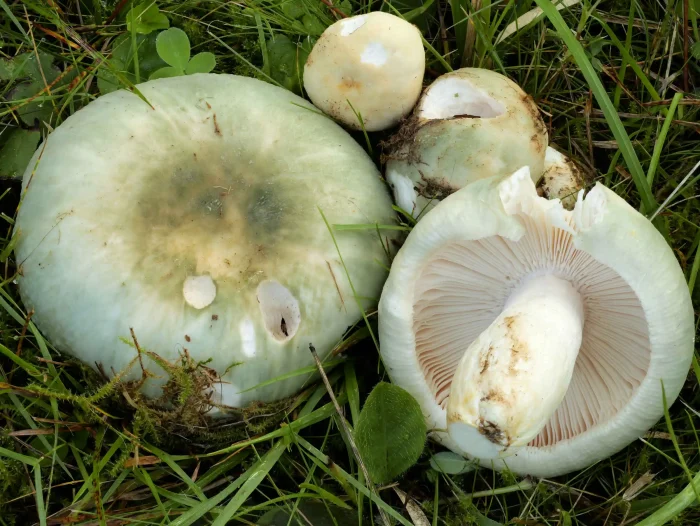 Russula virescens – Grüngefelderter Täubling, ein Fund im August 2025