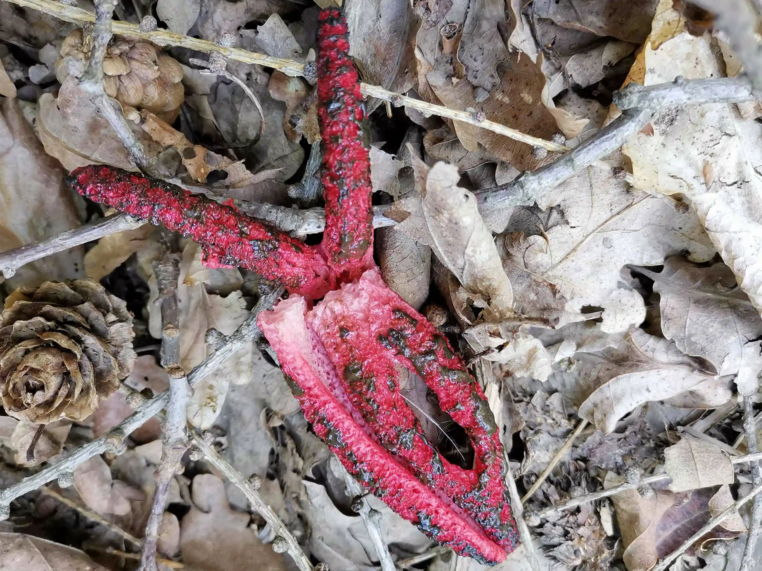 Clathrus archeri – Tintenfischpilz