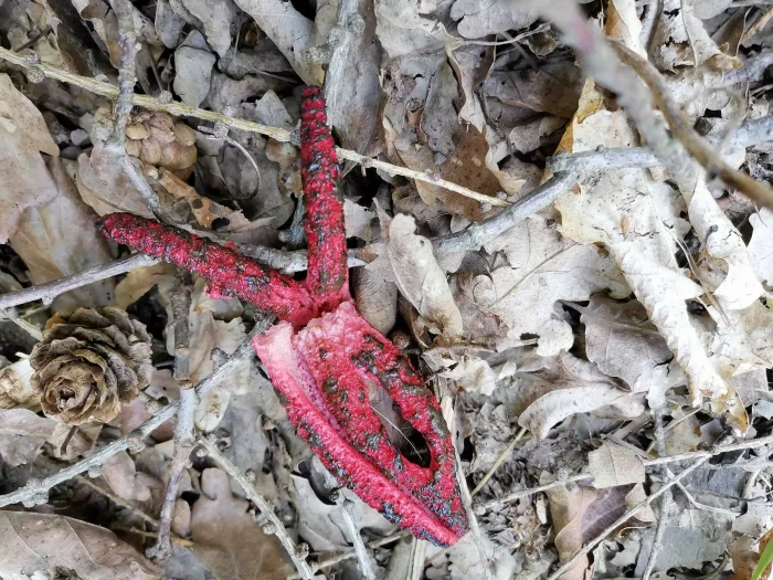 Clathrus archeri – Tintenfischpilz, typische Färbung, der Geruch ist wie Stinkmorchel