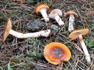 Cortinarius mucosus &ndash; Heide-Schleimfu&szlig;, typisch die mit braunem Sporenpulver behangen F&auml;den am Stiel