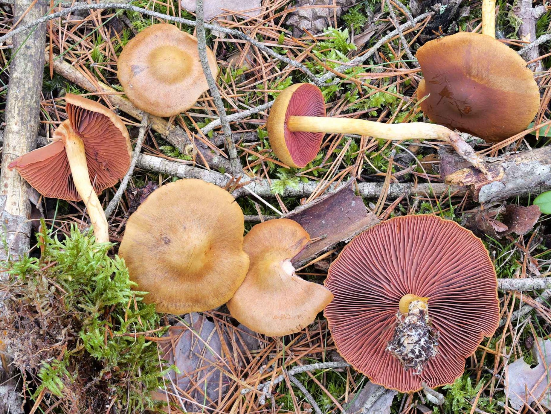 Cortinarius semisanguineus – Blutblättriger Hautkopf