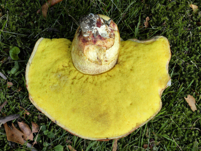 Hemileccinum impolitum – Fahler Röhrling, kräftig gelbe Röhren