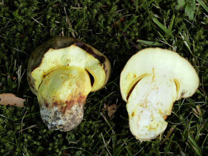 Hemileccinum impolitum – Fahler Röhrling, das hellgelbe Fleisch verfärbt sich nicht