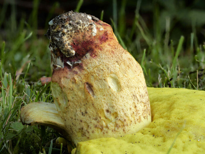 Hemileccinum impolitum – Fahler Röhrling, ganz typisch rote Flecken an der Stielbasis