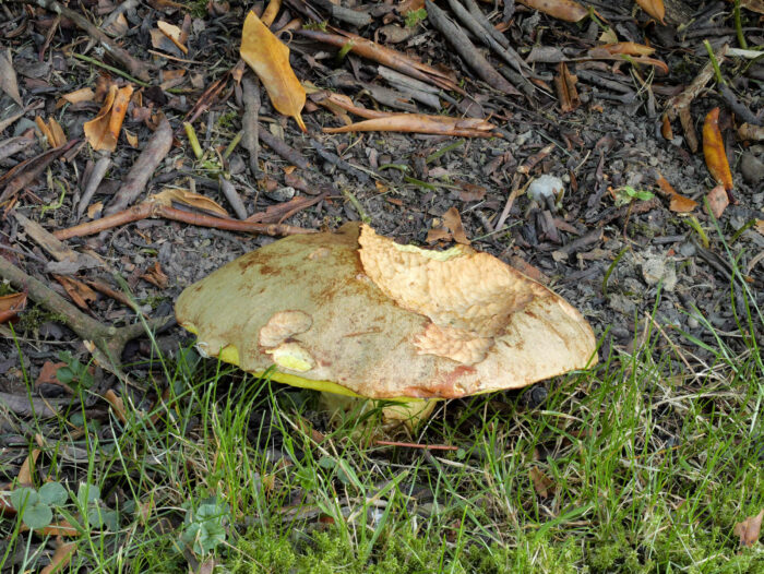 Hemileccinum impolitum – Fahler Röhrling, typische, gräuliche Hutfarbe