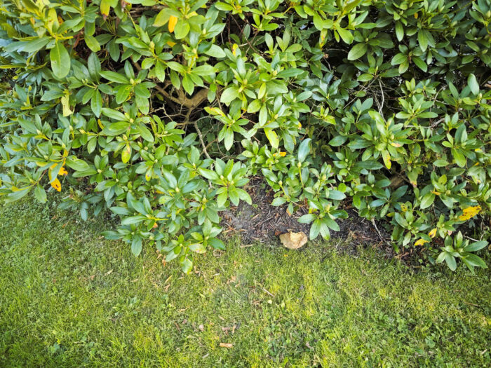 Hemileccinum impolitum – Fahler Röhrling, Fundort in einem Park