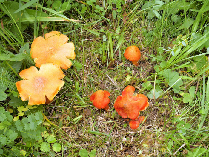 Hygrocybe intermedia – Feuerschuppiger Saftling, Fruchtkörper aller Altersstufen