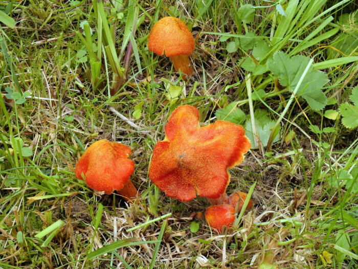 Hygrocybe intermedia – Feuerschuppiger Saftling, traumhaft schöne Pilze