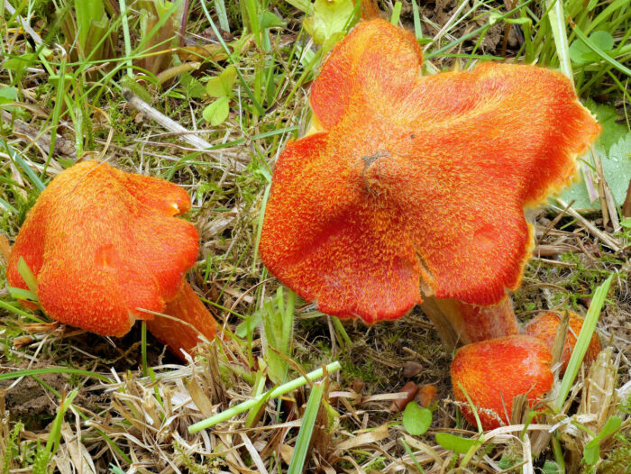 Hygrocybe intermedia – Feuerschuppiger Saftling, deutlich ist der filze Hut zu erkennen