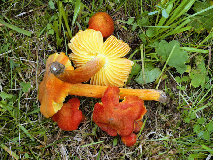 Hygrocybe intermedia – Feuerschuppiger Saftling, die Farben machen den Namen alle Ehre