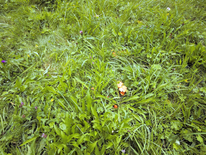 Hygrocybe intermedia – Feuerschuppiger Saftling, Fund auf einer Magerwiese im hohen Gras
