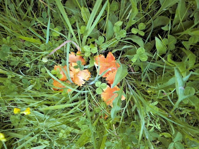 Hygrocybe intermedia – Feuerschuppiger Saftling, nur die großen Pilze waren sichtbar