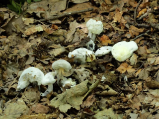 Hypomyces chrysospermus &ndash; Goldschimmel, der parasitische Pilz bef&auml;llt R&ouml;hrlinge