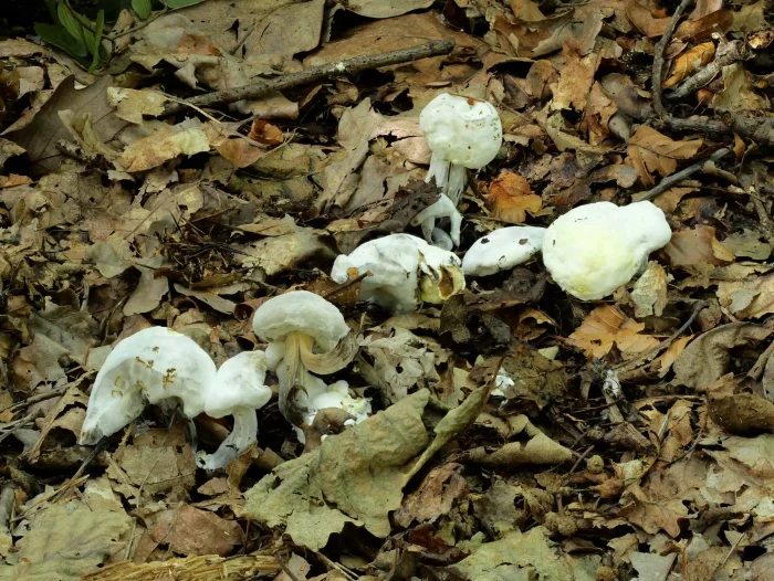 Hypomyces chrysospermus – Goldschimmel, der parasitische Pilz befällt Röhrlinge