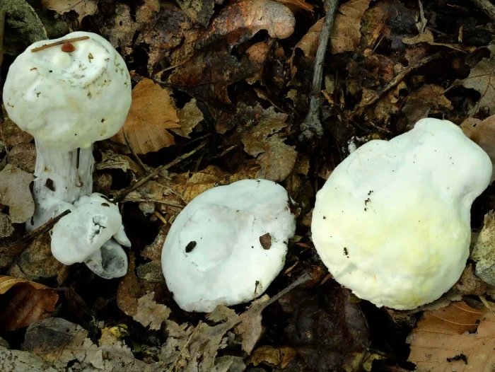 Hypomyces chrysospermus – Goldschimmel, rechst die typische, goldige Färbung