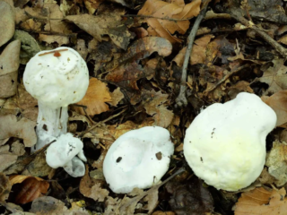 Hypomyces chrysospermus &ndash; Goldschimmel, befallene Pilze sind ungenie&szlig;bar