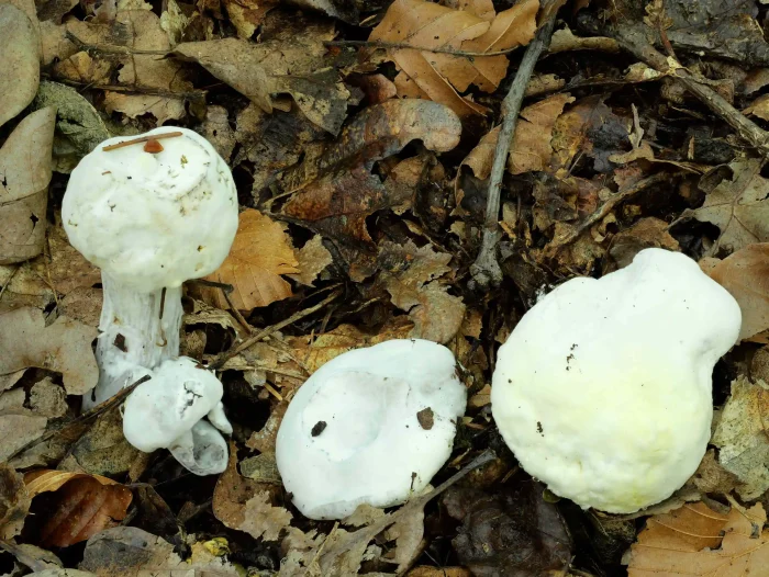 Hypomyces chrysospermus – Goldschimmel, befallene Pilze sind ungenießbar