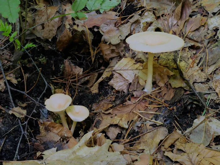 Infundibulicybe gibba – Ockerbrauner Trichterling, typische Trichterform