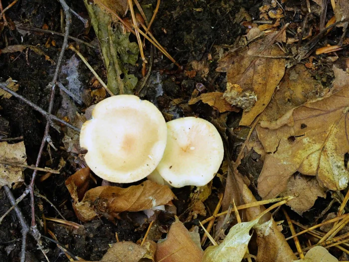Infundibulicybe gibba – Ockerbrauner Trichterling, besonders in Laubwäldern zu finden