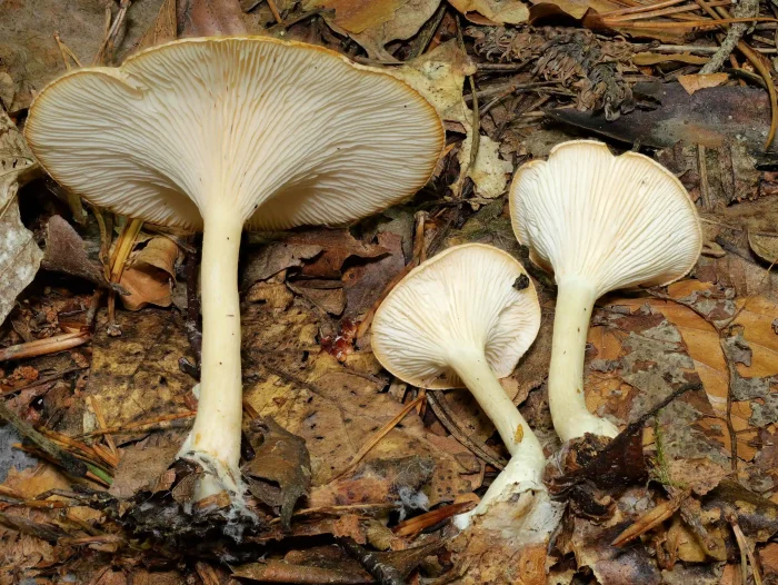 Infundibulicybe gibba – Ockerbrauner Trichterling, weit herablaufende Lamellen und typische Färbung