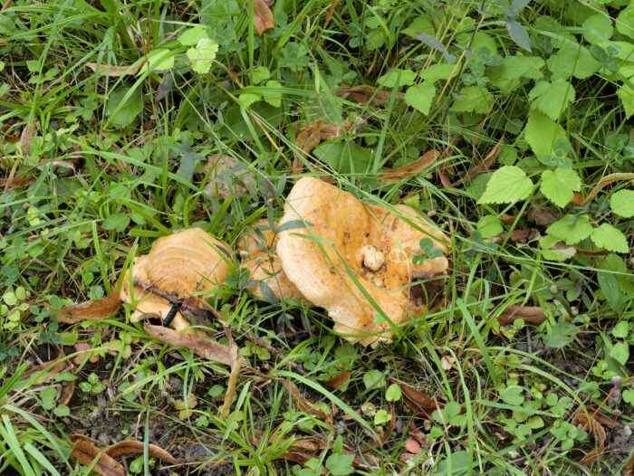 Lactarius zonarius – Schöner Zonen-Milchling, dieser Pilz ist sehr, sehr selten zu finden